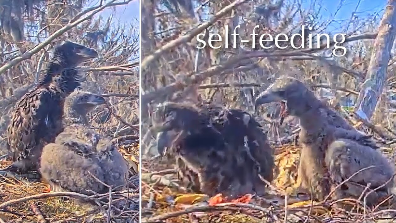 #272🦅🐥40°🐥35°／Winter Park Eagle Nest 2026／Against All Odds:One-Eyed Mom／Wink💗Atlas