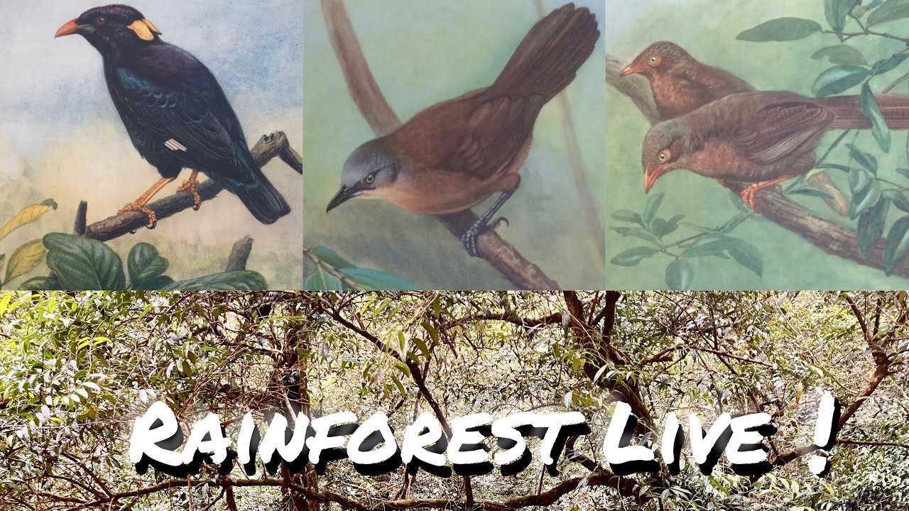 Rasagalla rainforest dawn live (9)
