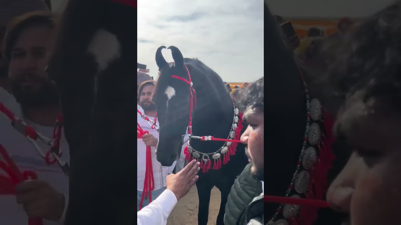 Punjab Singhar #punjabsingar #horse #shorts