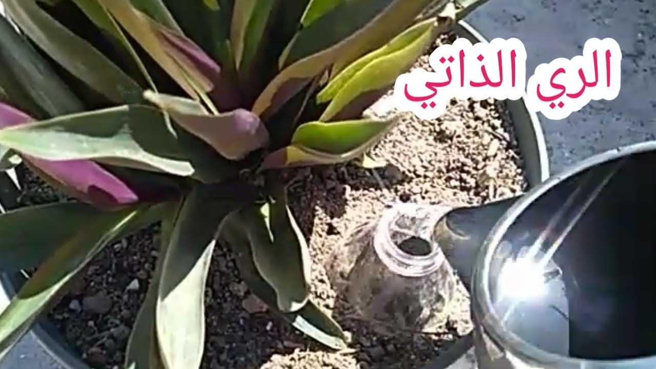 فكرة إبداعية للري الذاتي للنباتات |  وداعا لمشاكل الري والغياب عن المنزل 👌👌