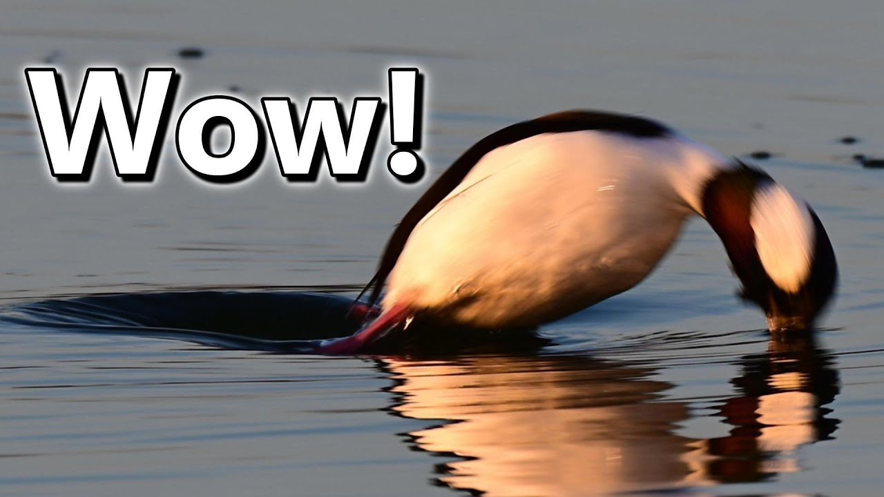 Buffleheads Diving at Hyde Lake