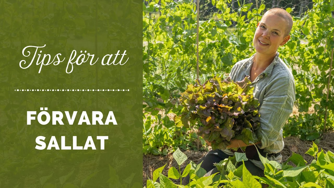 Tips för att förvara sallat
