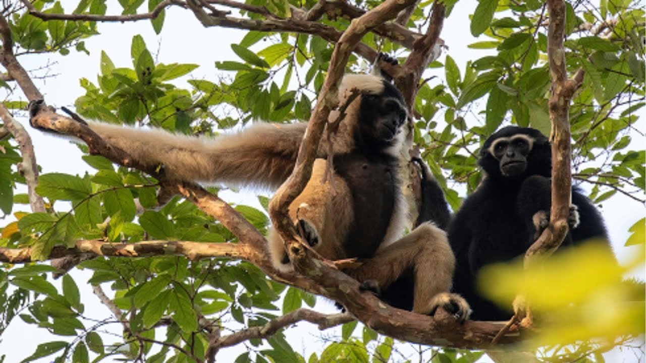 Pileated Gibbon:#animals #birds #nature #wildlife #naturephotography #wildanimals