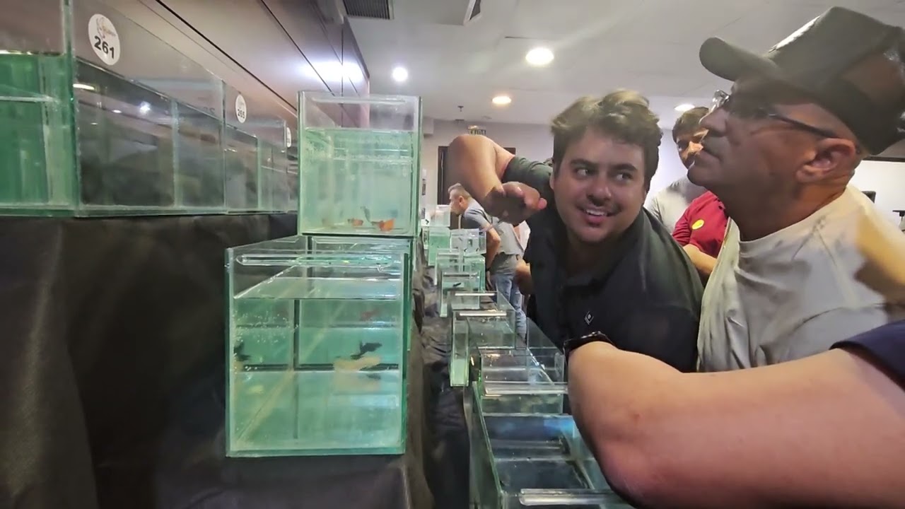 Julgamento Best of Guppy Show 44° Expo CCG São Paulo
