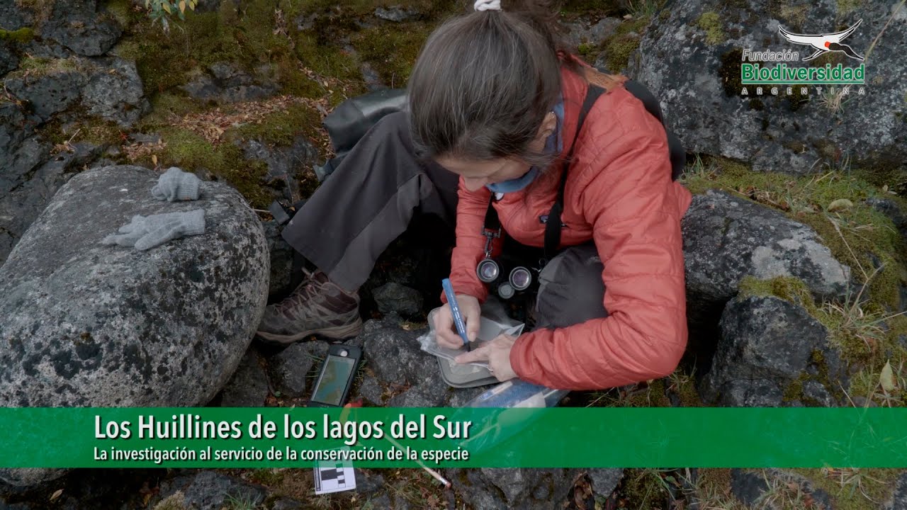 Huillín, vivir bajo amenaza en los lagos del sur
