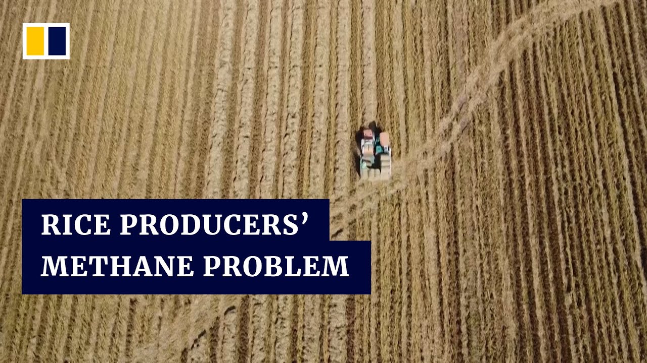 Vietnam targets rice as an unlikely contributor to climate change