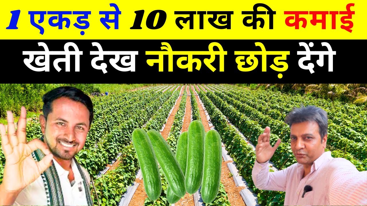 खीरे की खेती कब और कैसे करें ll Kheere ki kheti kab kare ll cucumber farming