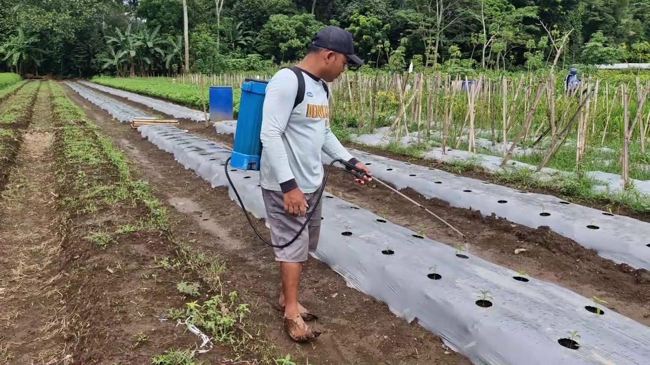 AMAZING HACK: SPRAY CHILI SEEDLINGS QUICKLY USING MODERN EQUIPMENT! - Agriculture Tools