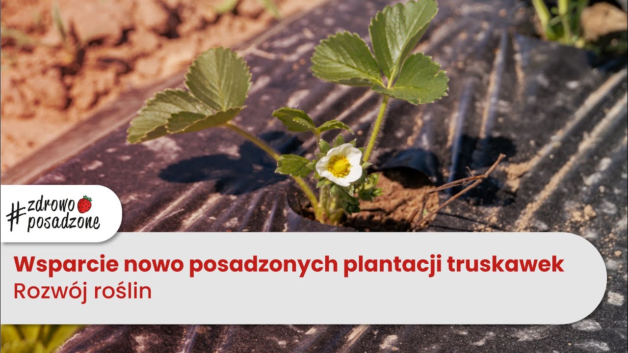 Wsparcie nowo posadzonych plantacji truskawek. Rozwój roślin.
