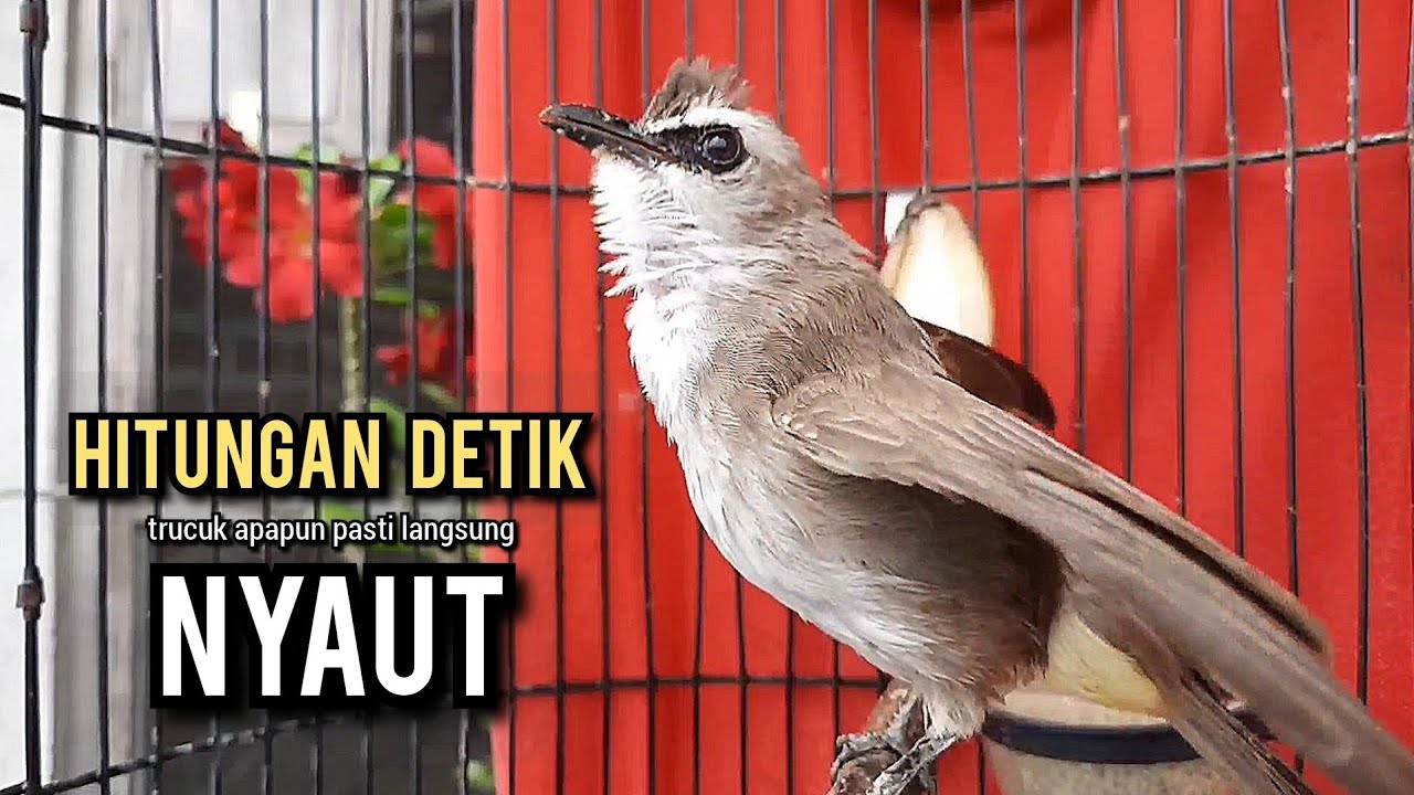 trucukan gacor TARUNG ROPEL PANJANG pancingan trucukan agar bunyi jadikan burung trucuk gacor EMOSI