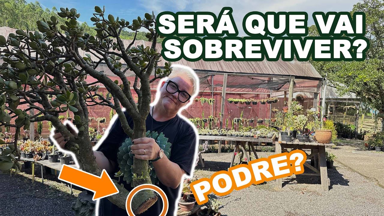 008 | A Maior Planta Jade do Jardim...