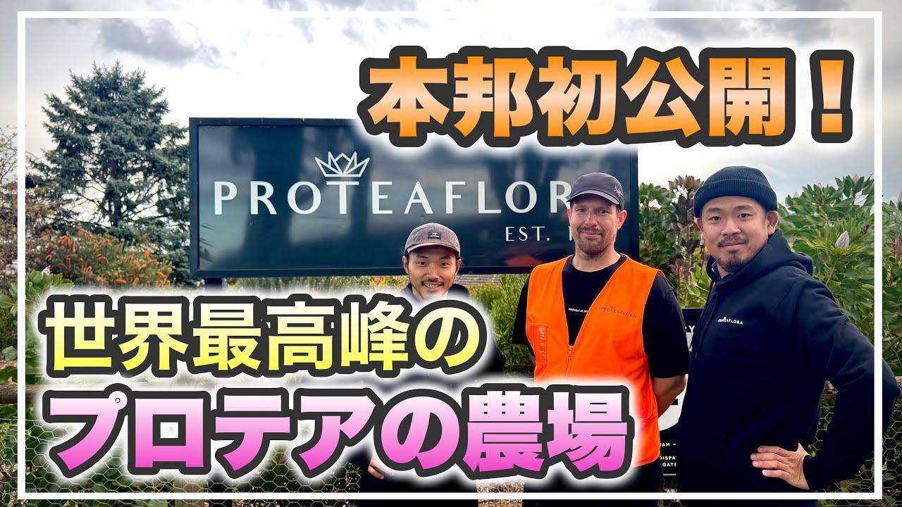 プロテアの聖地！ここが僕のゴールです！【オージープランツ】
