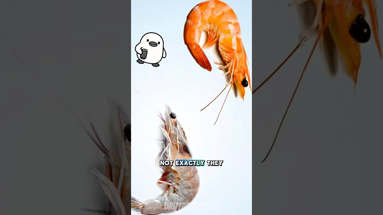Shrimp vs Prawn: What&rsquo;s the Difference?