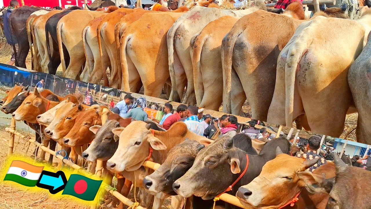 ৩০/০১/২৬/ সবচেয়ে কম দামে ২০২৬ কোরবানি উপযোগী  ২দাঁত ৪ দাঁতের বর্ডার ক্রস ষাঁড় গরু ভরপুর আমদানি #cow
