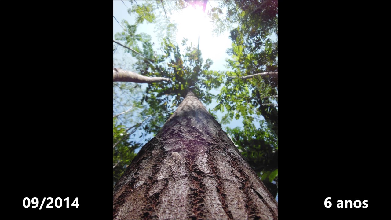 Plantação de castanheiras (12 anos)