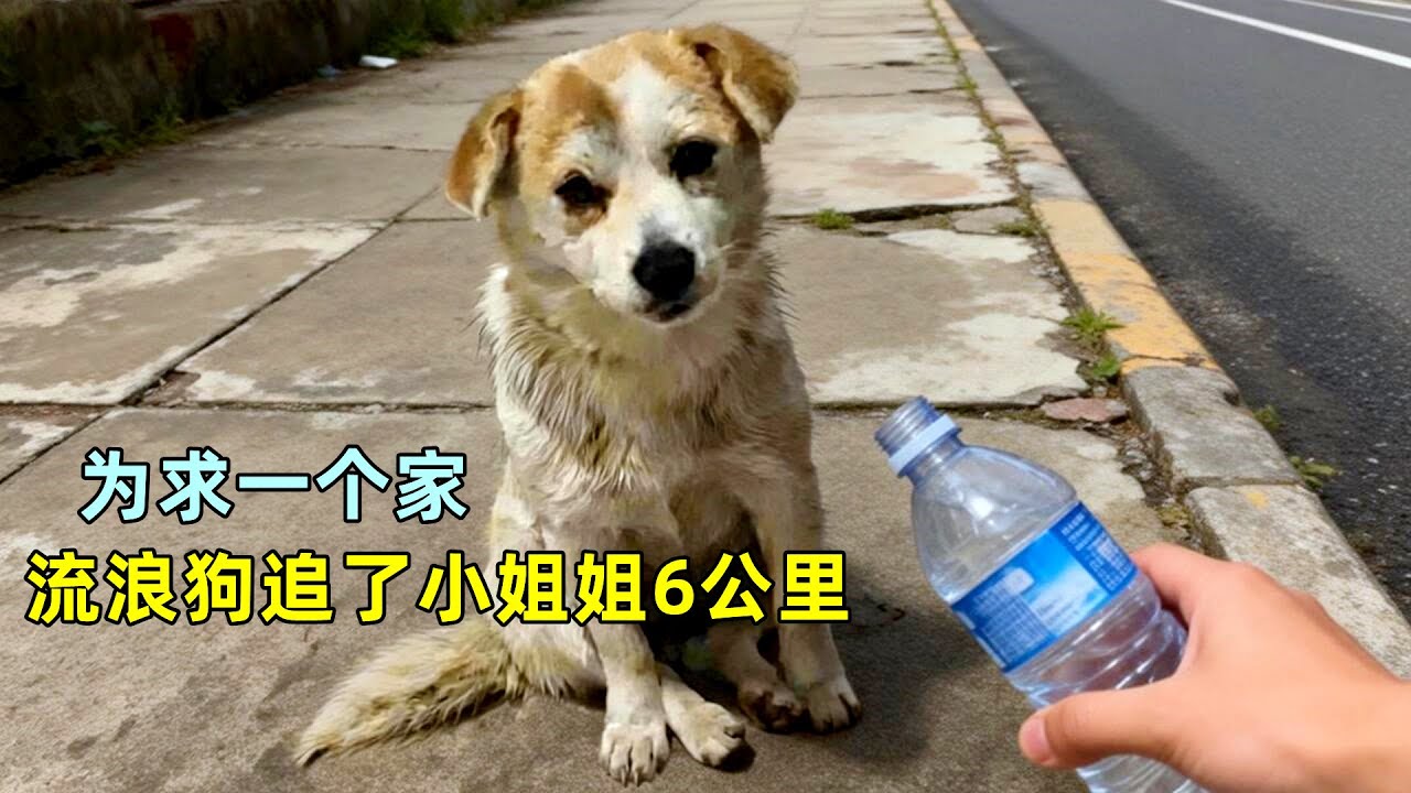 流浪狗追了小姐姐6公里，只为求一个家