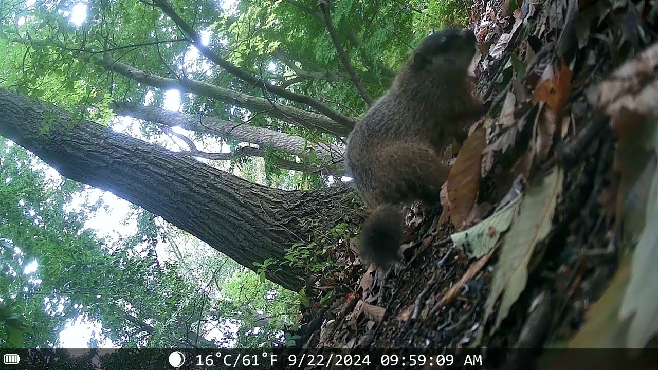 DSCF0235 trail cam