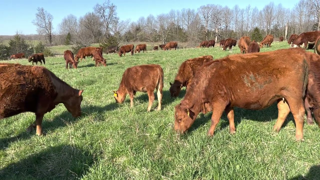 Ruminants can feed our world, no grain feeding needed.