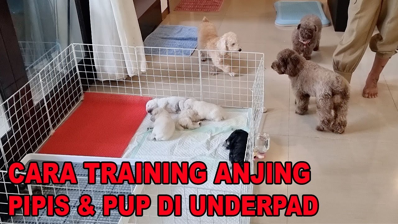 CARA TRAINING ANJING PIPIS & PUP DI UNDERPAD