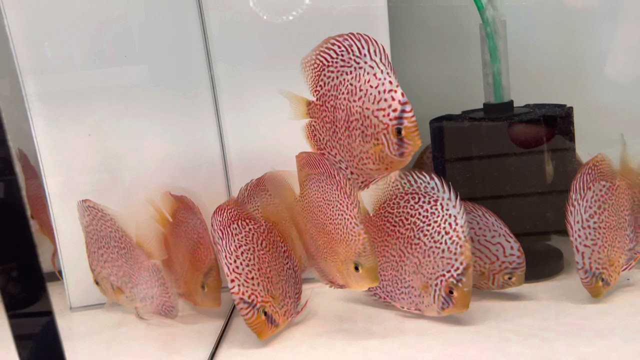 Neuer Import Asiatische Diskusfische ist da !
