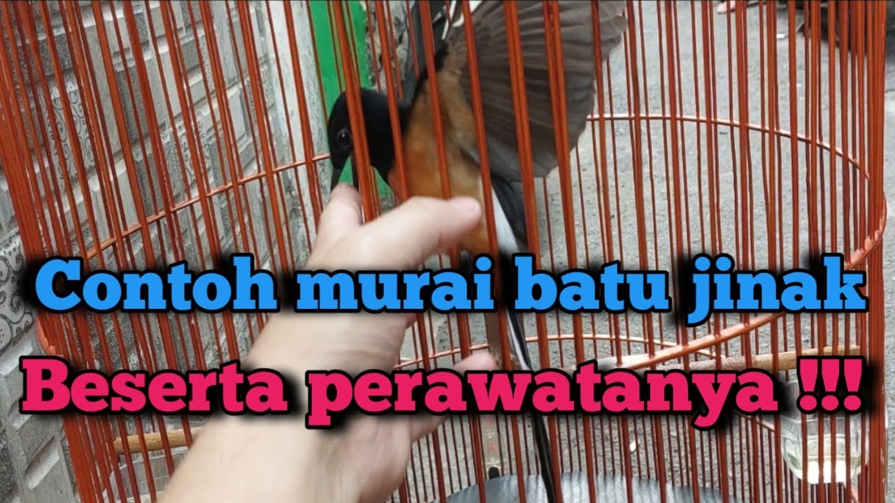 Contoh murai batu jinak beserta perawatan nya !!!