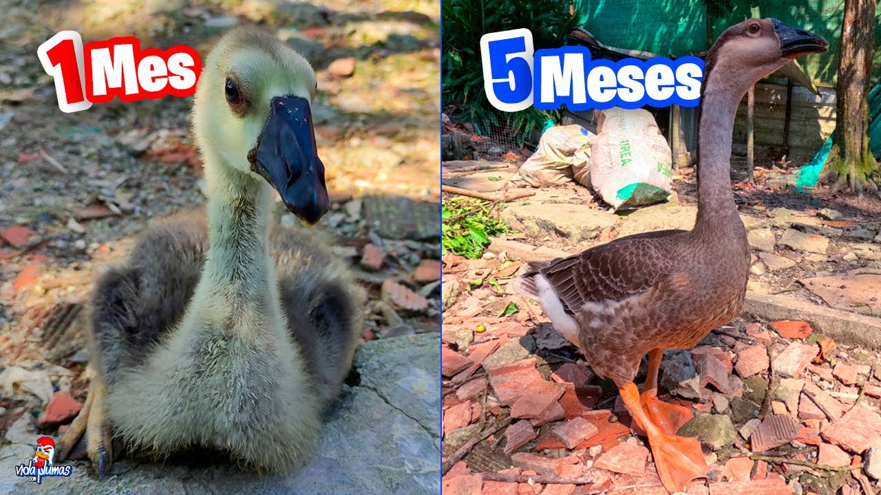 Crecimiento de Gansa Pera 😱 Luna ya Tiene 5 Meses