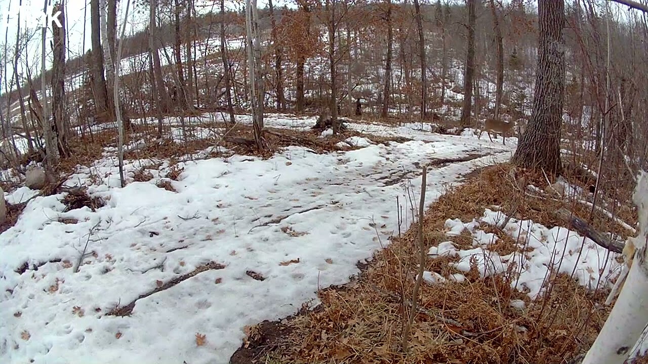 Deer 21726