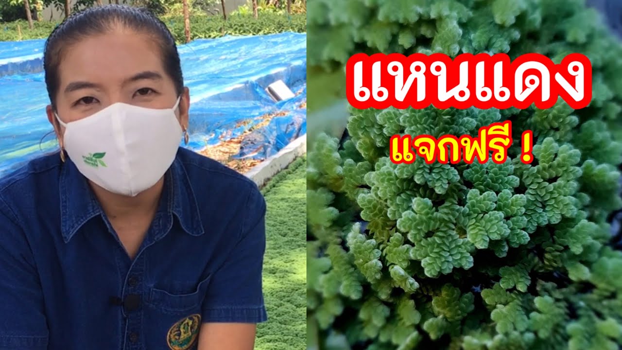 แจกแหนแดงฟรี ! ปุ๋ยช่วยตรึงไนโตรเจน อาหารเลี้ยงสัตว์ จำกัดวัชพืชในนาข้าว