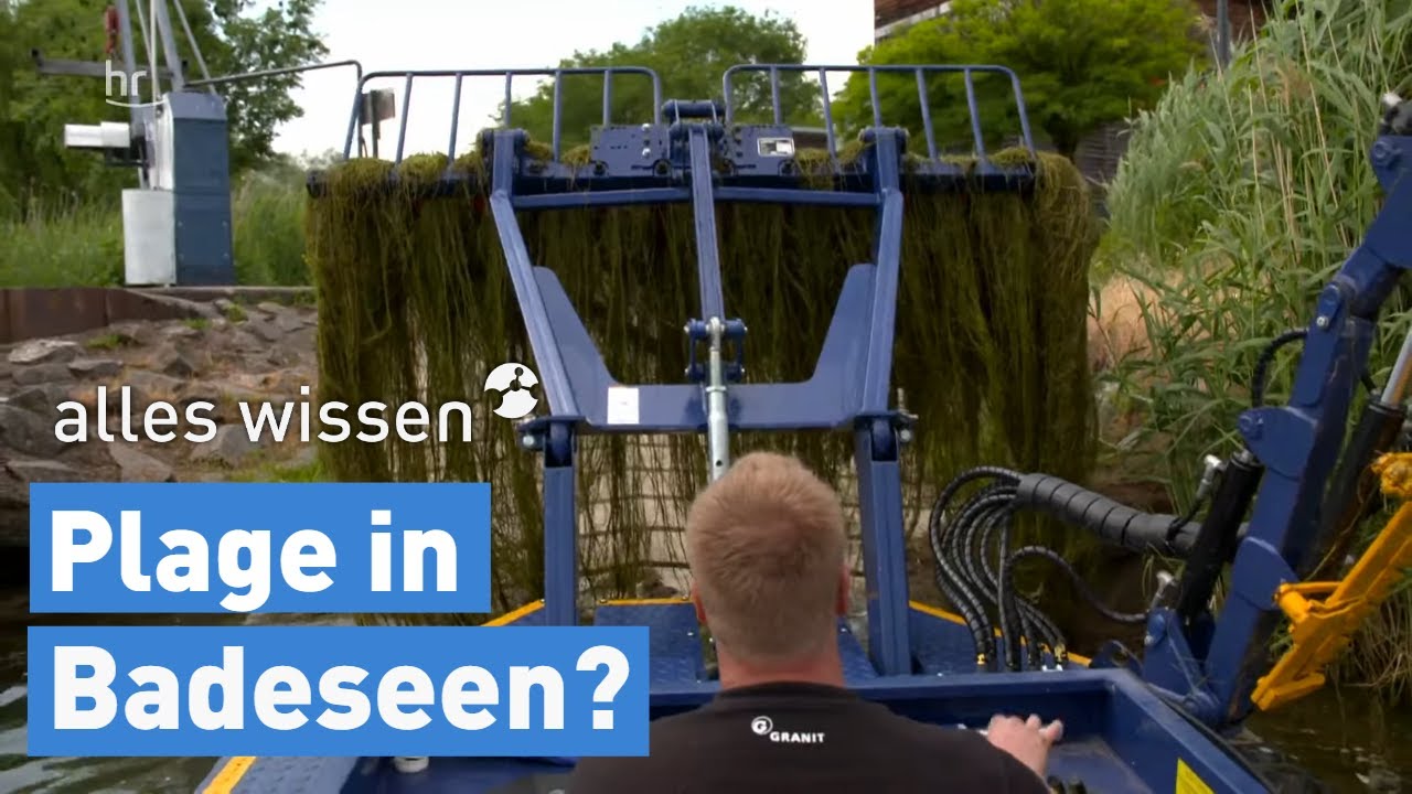 Wasserpflanzen in Badeseen | alles wissen