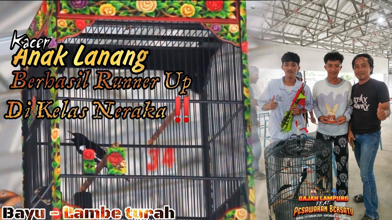 Kacer Anak Lanang Raih Runner Up Full Gantangan di Blok Barat‼️ 