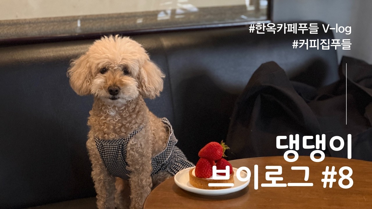 커피집푸들 8화 | 댕댕이브이로그