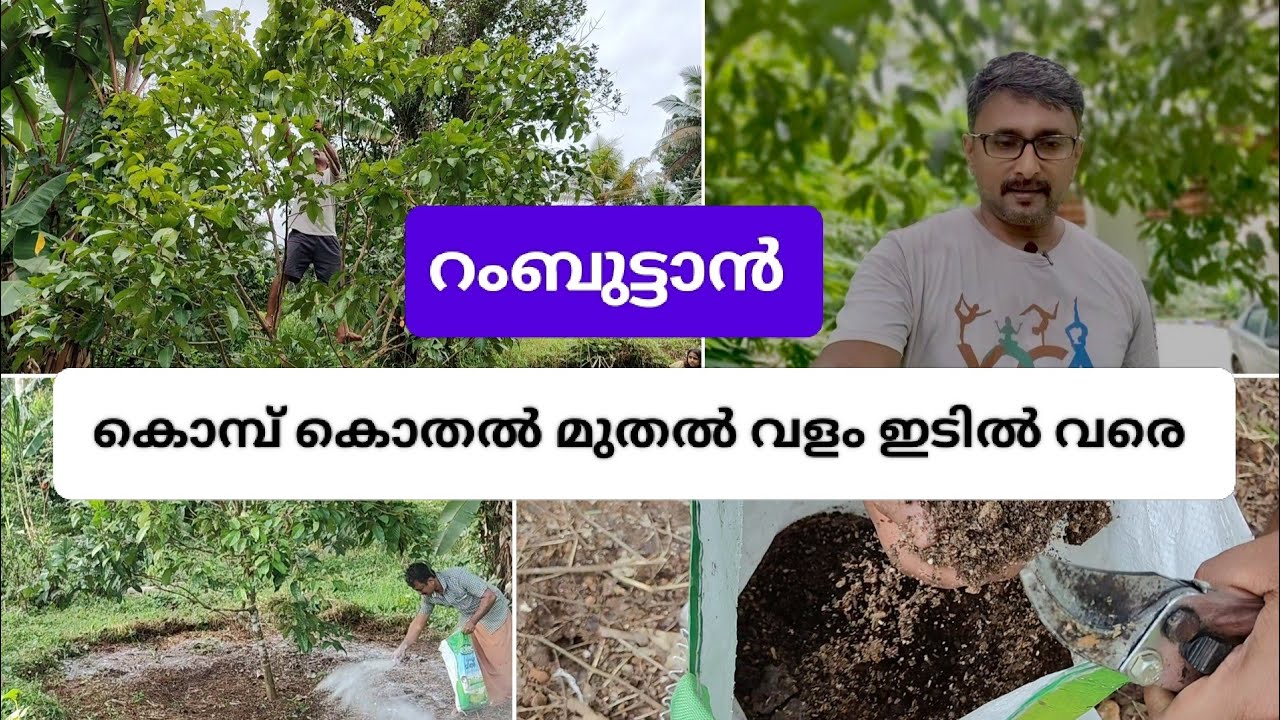 Rambutan Krishi കൊമ്പ് കൊതലും വളം ഇടിലും Rambutan Pruning & Fertilizer Kerala Village Organic Farm 