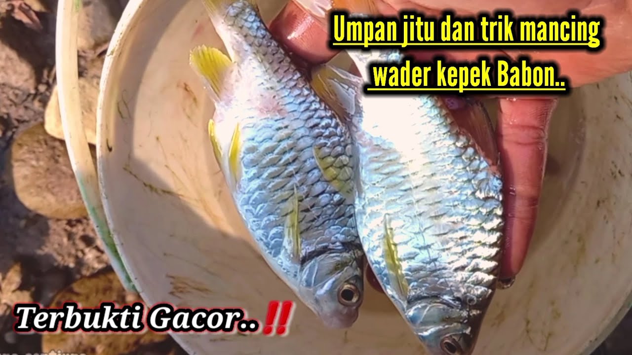 Full strike!! Umpan jitu Mancing ikan wader kepek babon.