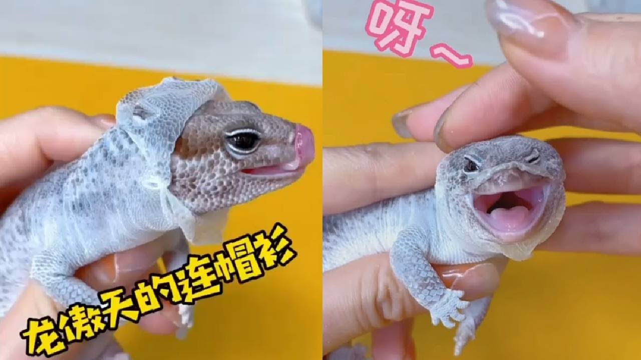 爬宠乐园：揭开养爬行动物的奥秘与乐趣！#动物 #宠物 #animals #pets