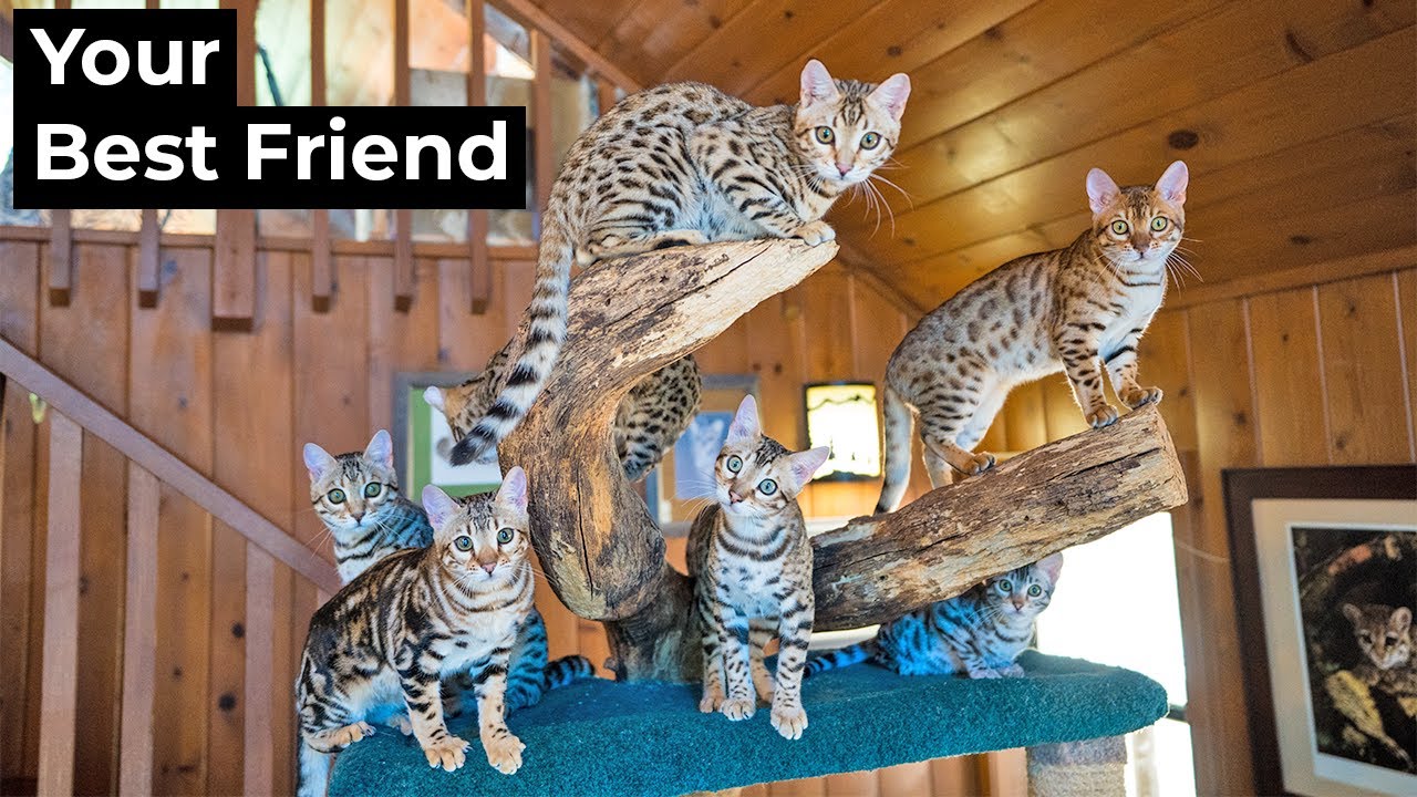 Pros and Cons of a Bengal Cat (Quality Bengal Kittens) | The Cat Butler