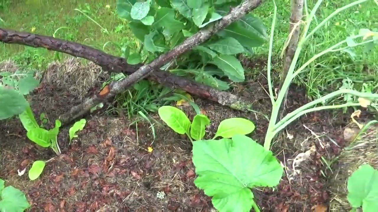 Un jardin extraordinaire en permaculture 9