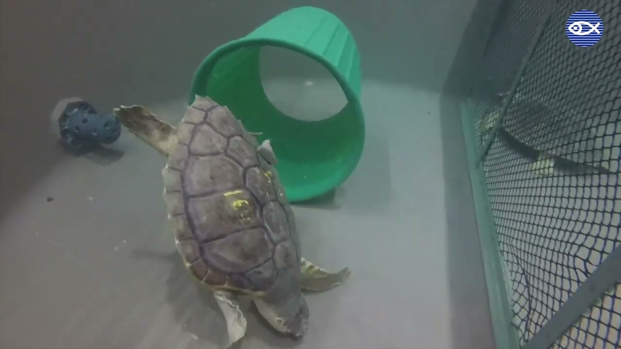 Turtles Through Time: Alessia & Xenon!