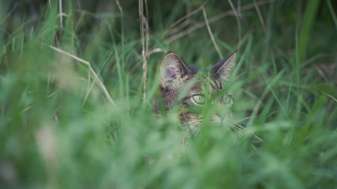 Sony FS5 M2 Footage