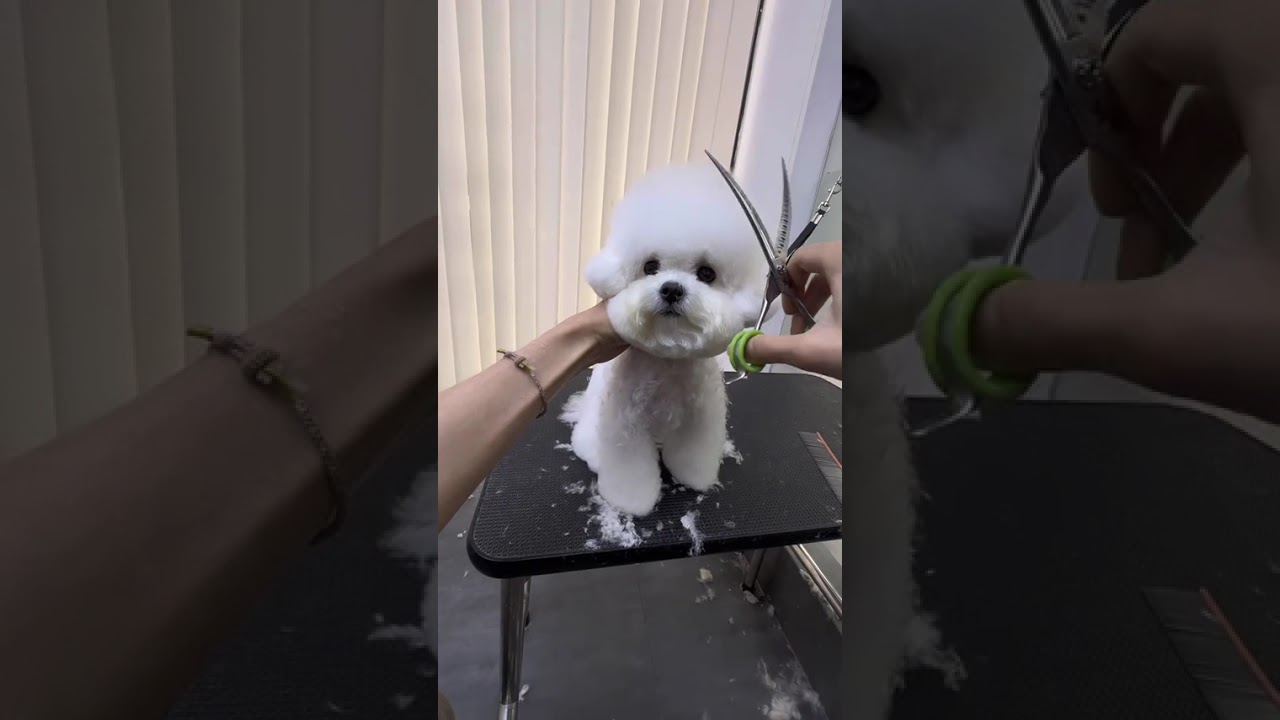 Top 5 Bichon Frise Grooming Hacks for a Happy New Year