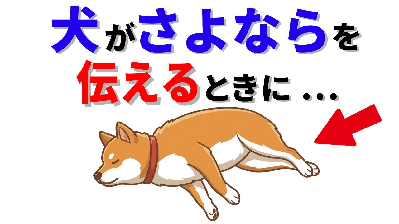【涙注意】犬が亡くなる前に見せるお別れの合図。知られざるサイン