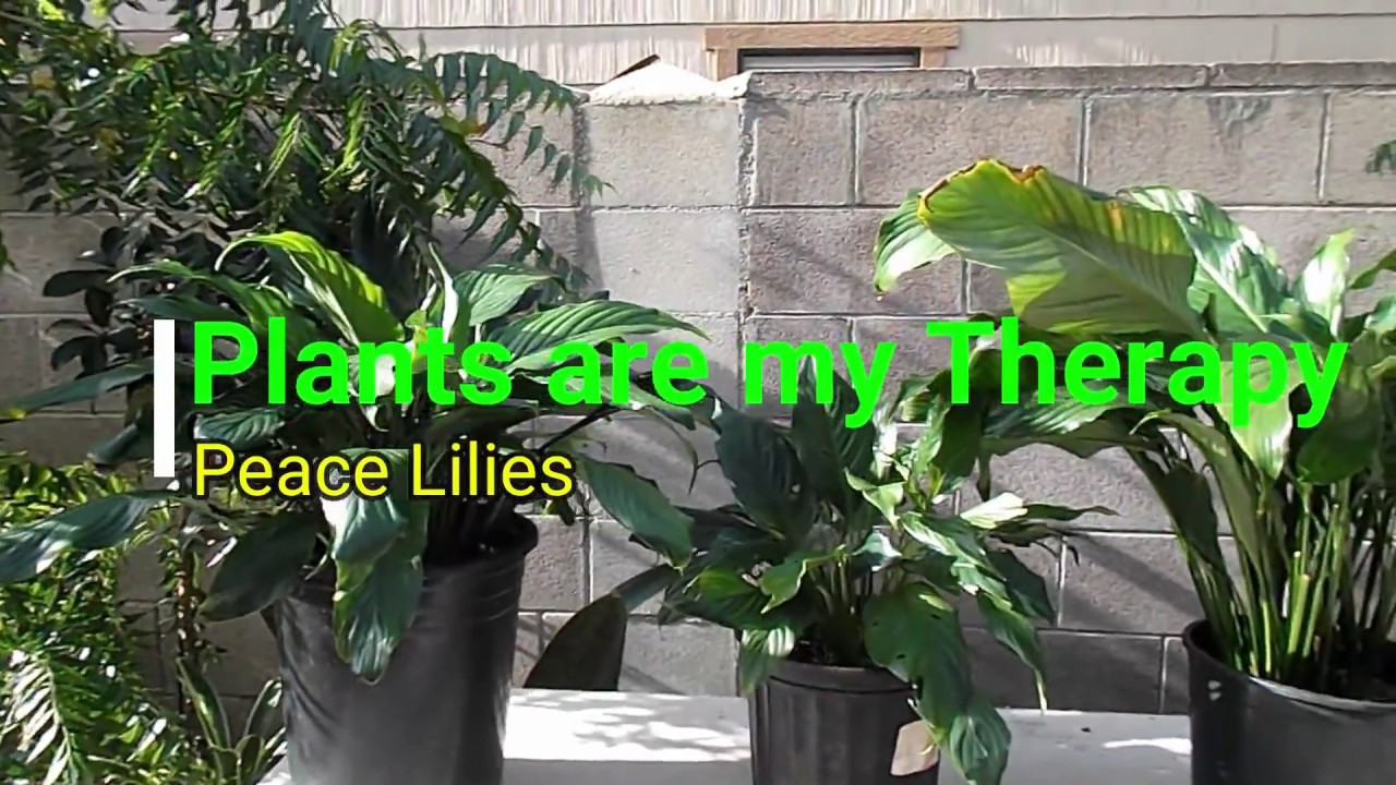 Peace Lily Re-Potting & Propagation Part 1