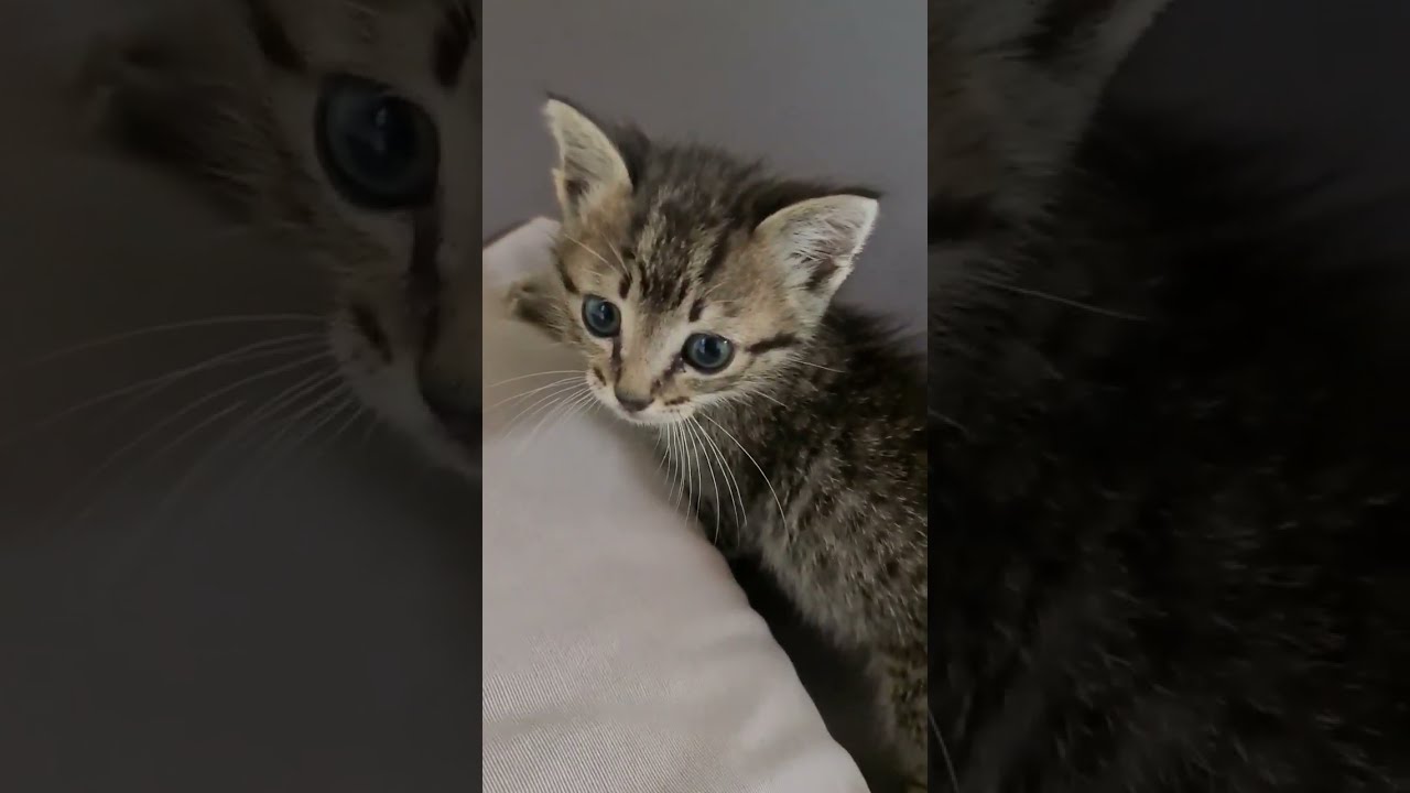 A visitante mais fofa da ch&aacute;cara MM - gatinha #shorts