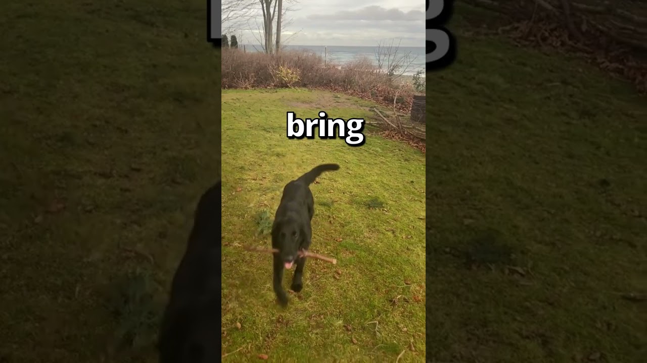 YOU RATE this DOGS Fetch SKILLS 🤣 | Wholesome Moments