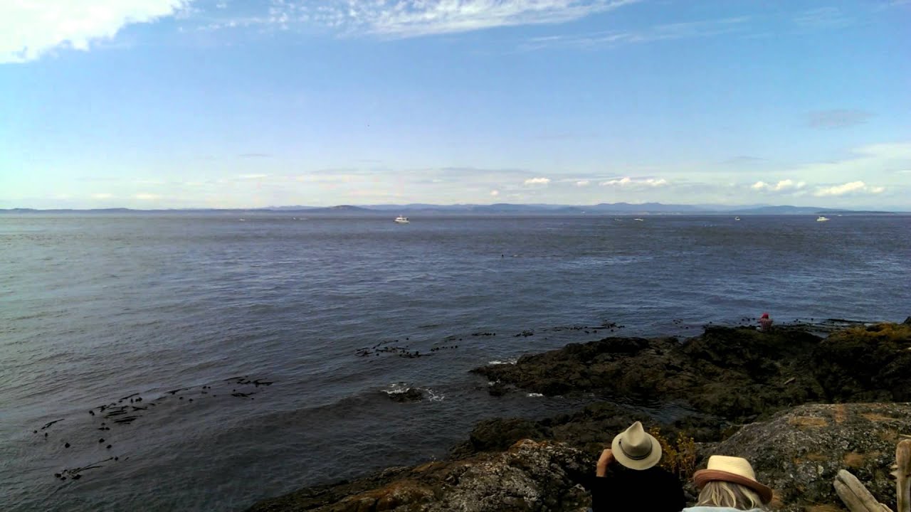 Orcas from Lime Kiln Point State Park, San Juan Island