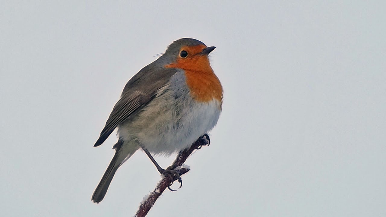 How Birds Survive Winter: 9 Key Survival Strategies