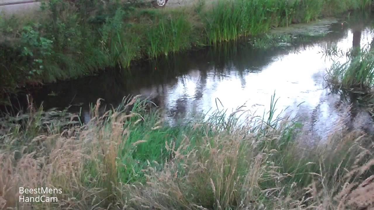 MasterBaiting - vissen op zeelt  ( tench fishing - tinca tinca )