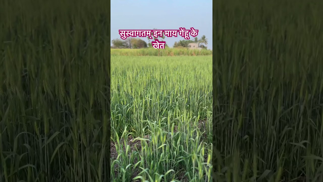 सुस्वागतम् इन माय गेंहू के खेत #marathi #highlights #jayshrreram #शेतकरी #planetmarathi