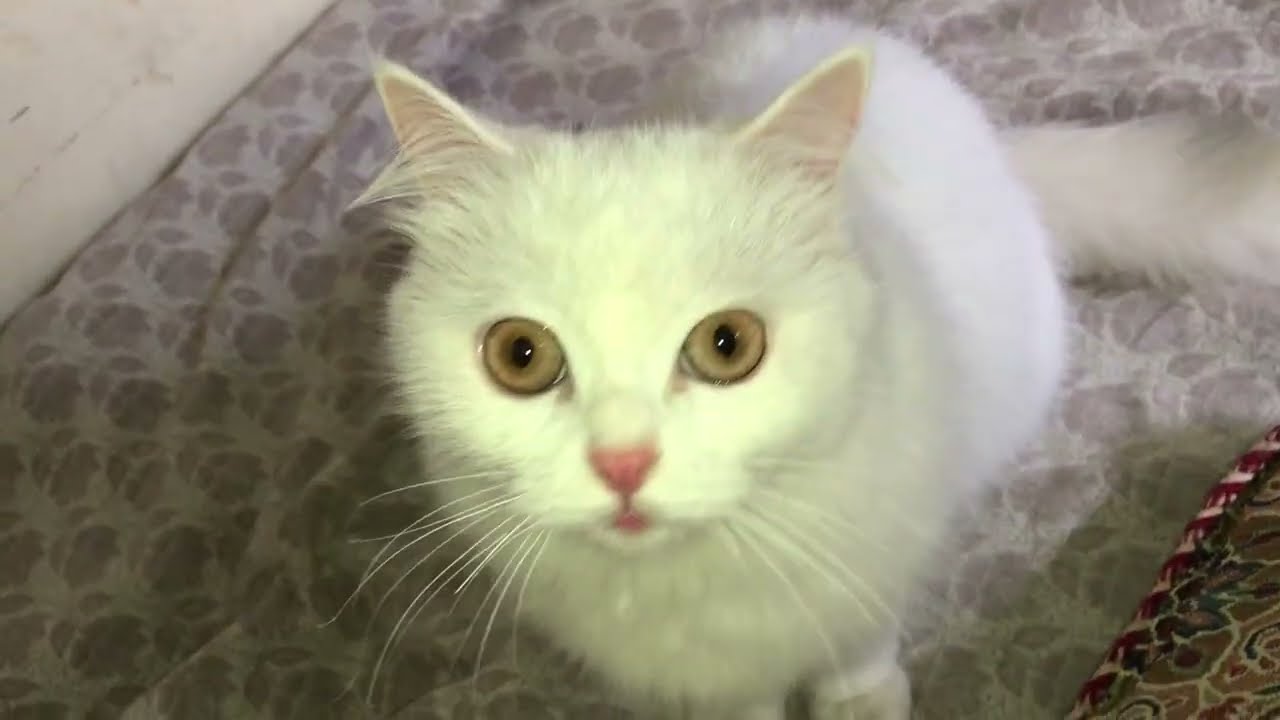 Cute Kittens Playing with Light – Adorable Fun for Hours!