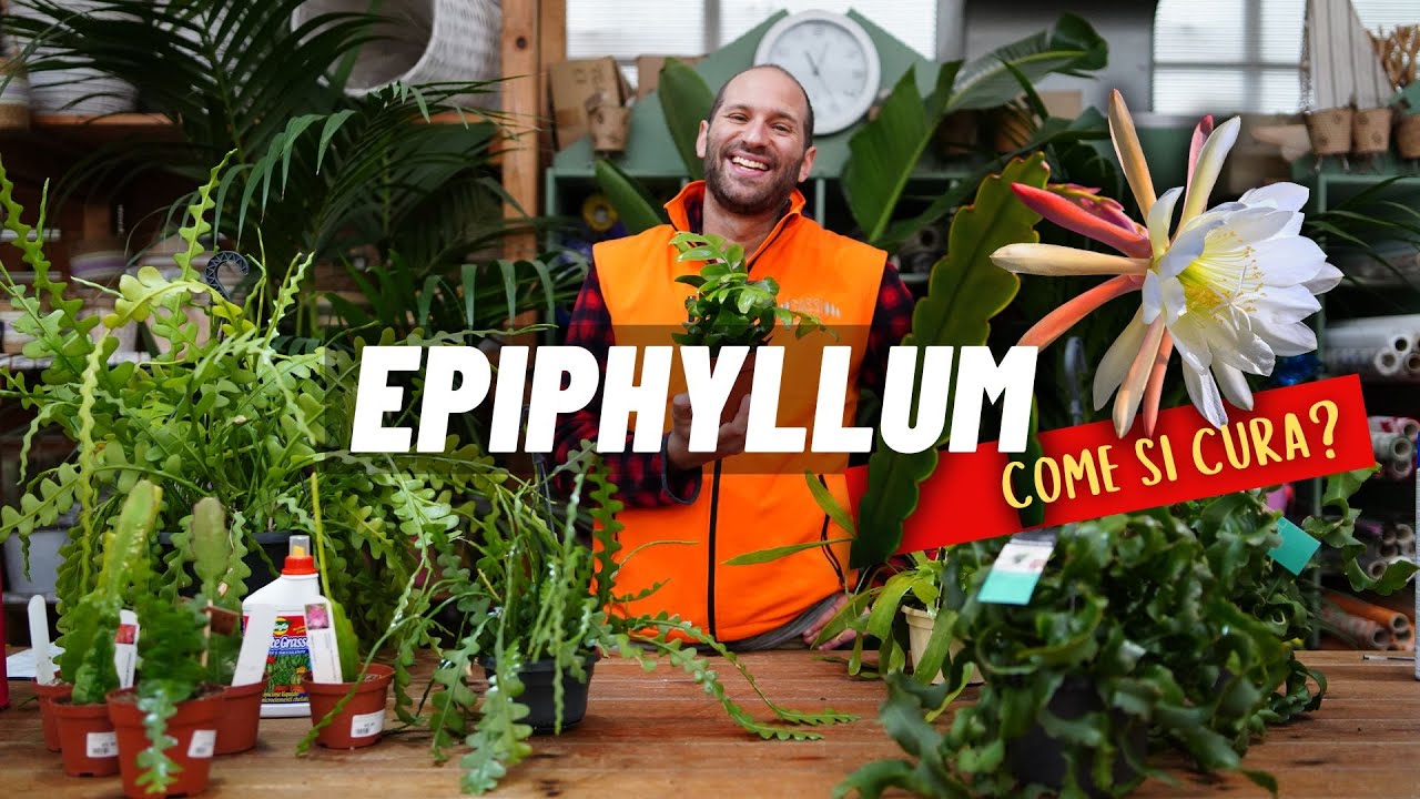 Come si cura l'EPIPHYLLUM?