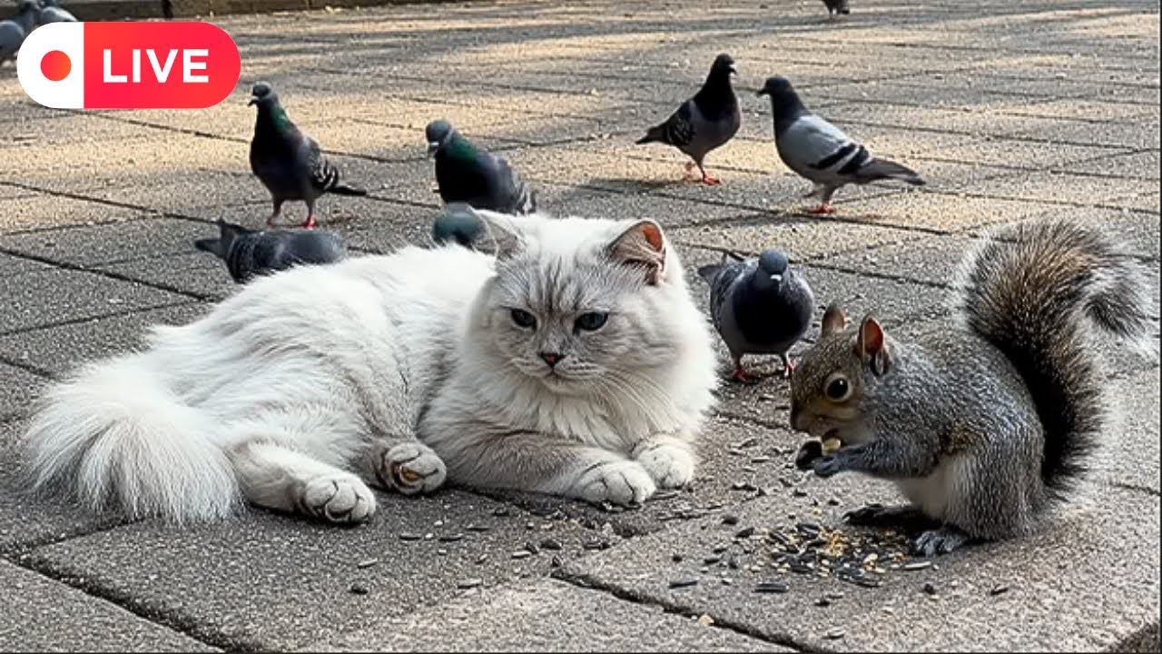 Cat TV for Cats 🐾 Nature Bliss 🌿 Birds 🕊️ Squirrels 🐿️ Soft Sounds 🎶